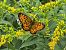 Boloria selene © Mirko Tomasi