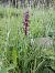Dactylorhiza majalis © Dolors Rodriguez