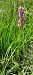 Dactylorhiza incarnata  - Gerard Chassan