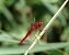 Crocothemis erythraea © Andrea Verdelli