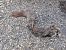 Ghiro (Glis glis) © Nicola Larroux