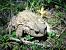 Rospo comune (Bufo bufo) © Daniele Baroni