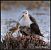 Cavaliere d'Italia (Himantopus himantopus) Anonimo
