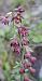 Epipactis atrorubens (Épipactis pourpre noirâtre) © auteur non diffusé