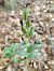 Epipactis helleborine © Nicola Larroux