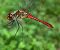 Sympetrum sanguineum © Andrea Verdelli