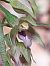Epipactis leptochila var. neglecta  - Bernard Sonnerat