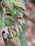 Epipactis leptochila var. neglecta  - Bernard Sonnerat