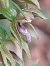 Epipactis leptochila var. neglecta  - Bernard Sonnerat