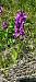 Dactylorhiza alpestris  - Gerard Chassan