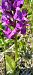Dactylorhiza alpestris (Orchis des Alpes) © Gerard Chassan