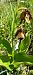 Cypripedium calceolus (Sabot de Vénus) © Gerard Chassan