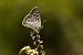 Lycaena tityrus  - Paola Bressan