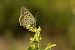 Lycaena tityrus © Paola Bressan