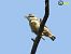 Picchio muratore (Sitta europaea) © Mario Paloni