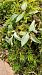 Goodyera repens (Goodyère rampante) © Jean Guhring