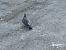 Tudó (Columba palumbus) © Pere Alzina i Bilbeny
