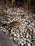 Quaglia (Coturnix coturnix) © Rudy Valfiorito