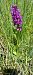 Dactylorhiza alpestris  - Gerard Chassan