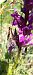 Dactylorhiza alpestris (Orchis des Alpes) © Gerard Chassan