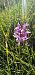 Dactylorhiza fuchsii subsp. psychrophila  - Claire Perrachon