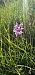 Dactylorhiza fuchsii subsp. psychrophila (Orchis du froid) © Claire Perrachon