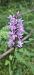 Dactylorhiza fuchsii (Orchis de Fuchs) © Philippe Fortini