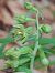 Epipactis leptochila  - Emmanuel Cosson