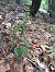 Epipactis leptochila  - Emmanuel Cosson