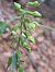 Epipactis leptochila  - Emmanuel Cosson