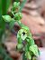 Epipactis leptochila  - Emmanuel Cosson