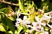 Macroglossum stellatarum © Paola Bressan