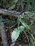Epipactis fageticola  - Bernard Sonnerat