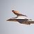 Gheppio (Falco tinnunculus) © Andrea Vidolini