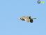 Nitticora (Nycticorax nycticorax) © Mario Paloni