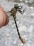 Onychogomphus forcipatus unguiculatus © Rudy Valfiorito