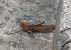 Anacridium aegyptium © Yohann Brouillard