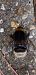 Bombus gr. terrestris spp. © Michele Cento