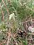 Goodyera repens  - Florent de Gasperis