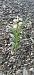 Cephalanthera longifolia © Isabel Fidel Colomer