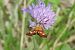 Pyrausta aurata © Massimo Tassinari