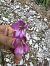 Gladiolus illyricus © Elena Cfr Buoro (FVG)