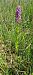 Dactylorhiza incarnata - Gerard Chassan