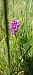 Dactylorhiza incarnata (Orchis incarnat) © Gerard Chassan