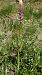 Gymnadenia conopsea (Orchis moucheron) © Pernot Jean-Claude