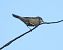 Curruca cabecinegra (Curruca melanocephala) © Joan Pessarrodona