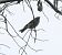 Bruel (Regulus ignicapilla) © Joan Pessarrodona