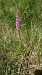 Gymnadenia odoratissima (Orchis très odorant) © Pernot Jean-Claude