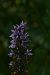 Dactylorhiza fuchsii (Orchis de Fuchs) © Colin Dupriez