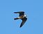 Lodolaio (Falco subbuteo) © Roberto Villani
